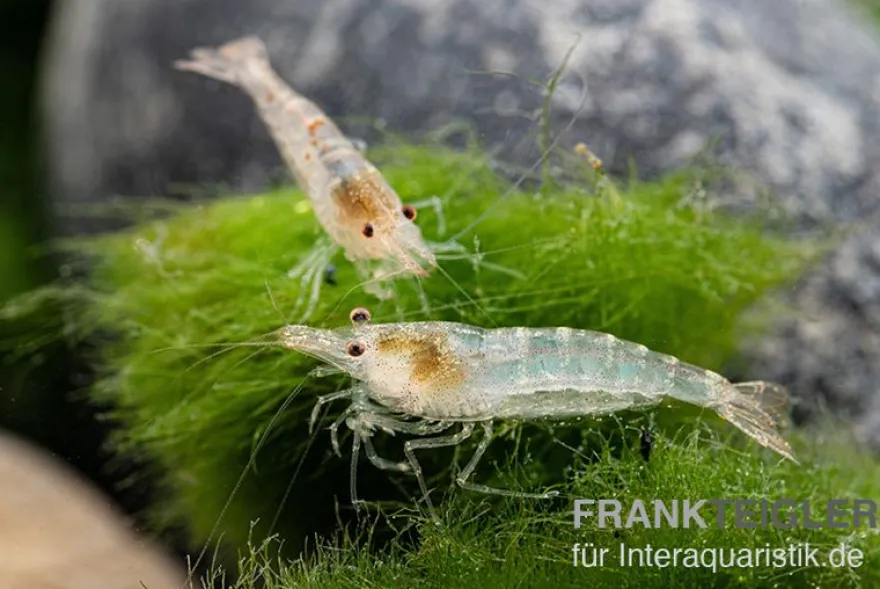 Sulawesi Inlandsgarnele, Caridina pareparensis (Malawa-Garnele)