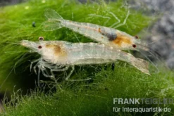 Sulawesi Inlandsgarnele, Caridina pareparensis (Malawa-Garnele)