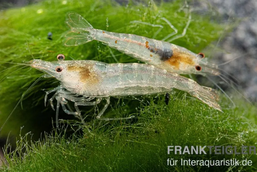 Sulawesi Inlandsgarnele, Caridina pareparensis (Malawa-Garnele)
