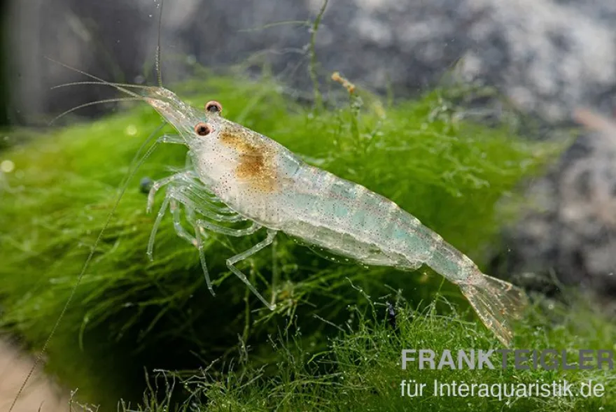 Sulawesi Inlandsgarnele, Caridina pareparensis (Malawa-Garnele)