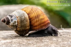 Sulawesi-Triangelschnecke, Tylomelania sinabartfeldi