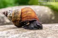 Sulawesi-Triangelschnecke, Tylomelania sinabartfeldi
