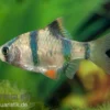 Sumatrabarbe, Barbus tetrazona, DNZ