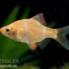 Sumatrabarbe gold, Barbus tetrazona, DNZ
