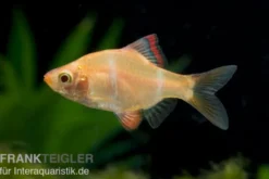 Sumatrabarbe gold, Barbus tetrazona, DNZ