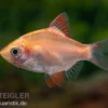 Sumatrabarbe orange, Barbus tetrazona "Rummynose"