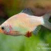 Sumatrabarbe platinum, Barbus tetrazona