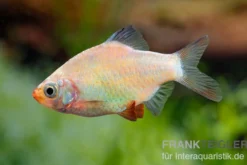 Sumatrabarbe platinum, Barbus tetrazona