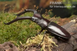 Sumatra-Hirschkäfer, Hexarthrius mandibularis, gemischt