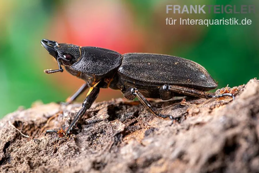 Sumatra-Panzerkopfkäfer, Dorcus titanus sumatra, gemischt