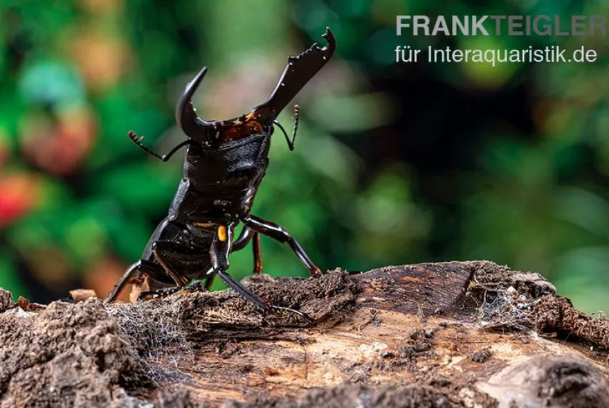 Sumatra-Panzerkopfkäfer, Dorcus titanus sumatra, gemischt