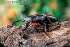 Sumatra-Panzerkopfkäfer, Dorcus titanus sumatra, gemischt