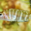 Sumbu-Schneckenbarsch, Altolamprologus compressiceps Sumbu Shell