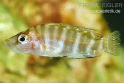 Sumbu-Schneckenbarsch, Altolamprologus compressiceps Sumbu Shell