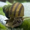 Sumpfdeckelschnecke, Viviparus viviparus (Kaltwasser & Warmwasser)