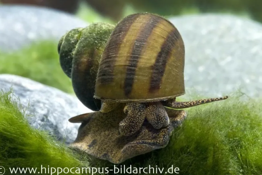 Sumpfdeckelschnecke, Viviparus viviparus (Kaltwasser & Warmwasser)