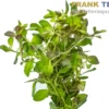 Sumpf-Heusenkraut, Ludwigia palustris, Bund