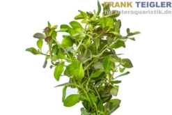 Sumpf-Heusenkraut, Ludwigia palustris, Bund