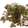 Sumpf-Heusenkraut, Ludwigia palustris, im Topf