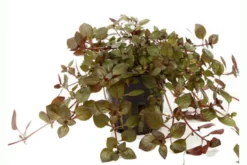 Sumpf-Heusenkraut, Ludwigia palustris, im Topf