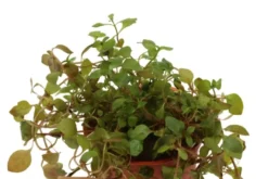 Sumpf-Heusenkraut, Ludwigia palustris, im Topf