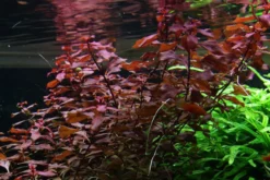 Sumpf-Heusenkraut, Ludwigia palustris, im Topf