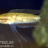 Sumpf-Prachtgurami, Parosphromenus paludicola
