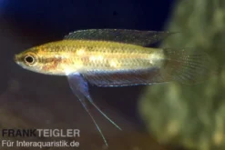 Sumpf-Prachtgurami, Parosphromenus paludicola