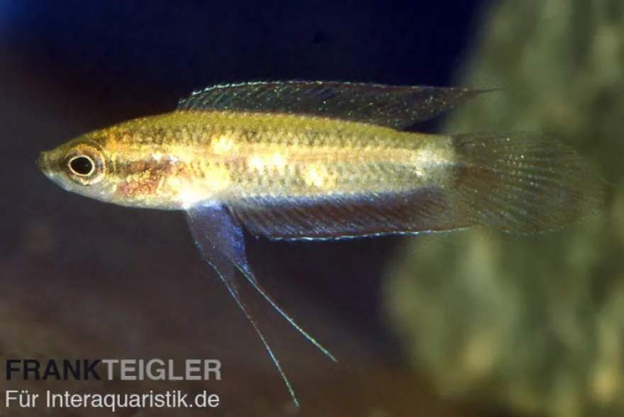 Sumpf-Prachtgurami, Parosphromenus paludicola