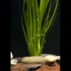 Sumpfschraube, Vallisneria spiralis, Bund