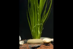 Sumpfschraube, Vallisneria spiralis, Bund