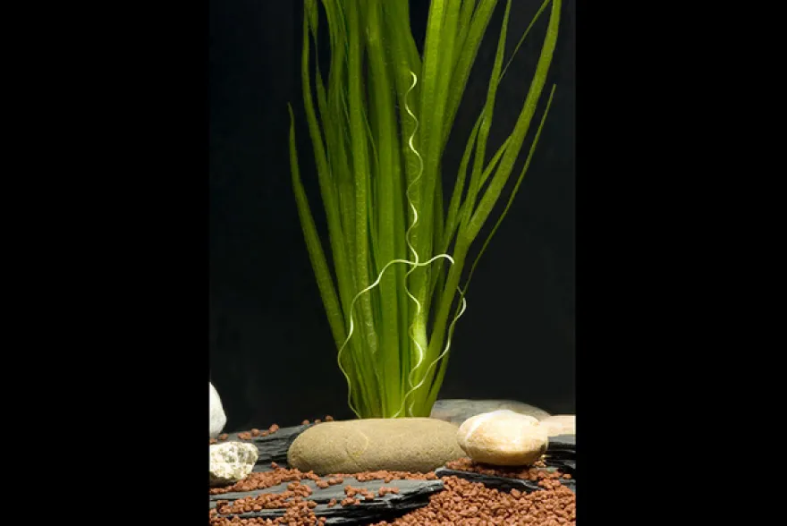 Sumpfschraube, Vallisneria spiralis, Bund