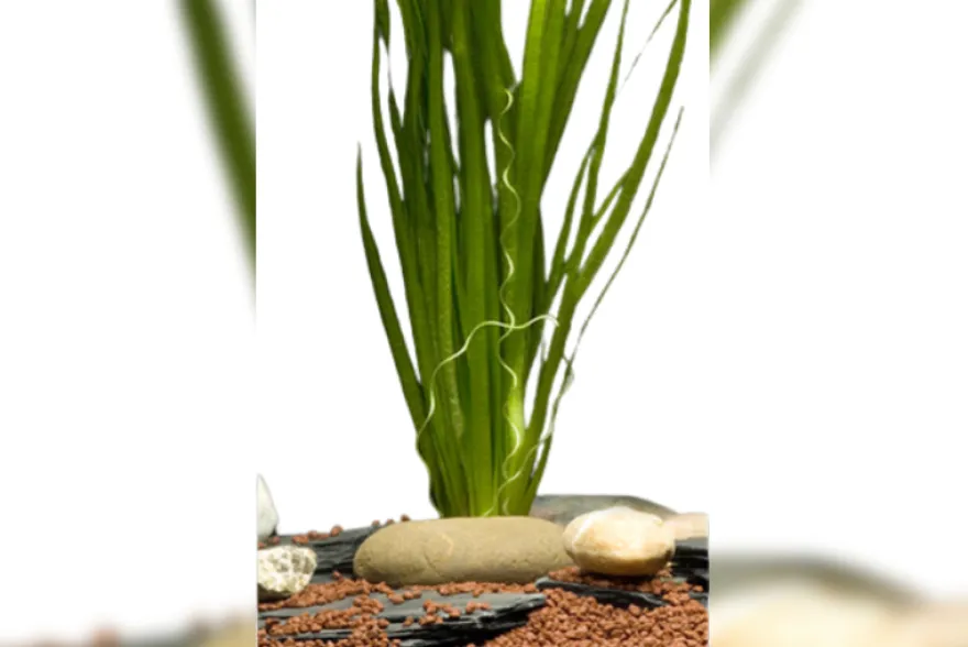 Sumpfschraube, Vallisneria spiralis, Bund