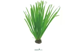 Sumpfschraube, Vallisneria spiralis, im Topf