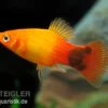 Sunset Mickey Mouse Platy, Xiphophorus maculatus
