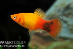 Sunset Mickey Mouse Platy, Xiphophorus maculatus