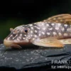 Sunshine Pleco, Sonnenwels, L14, Scobiancistrus aureatus, 4-6 cm