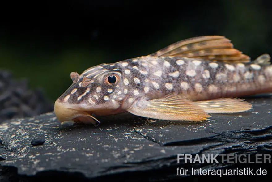 Sunshine Pleco, Sonnenwels, L14, Scobiancistrus aureatus, 4-6 cm