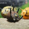 Sun-Snail, Kronenschnecke, Clithon subgranosus