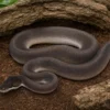 Super-Cinnamon-Pastel-Königspython, Python regius