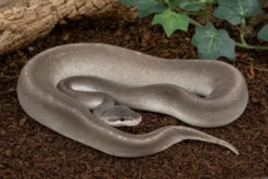 Super-Cinnamon-Pastel-Königspython, Python regius