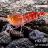 Super Crystal Red Garnele, Caridina logemani