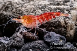 Super Crystal Red Garnele, Caridina logemani