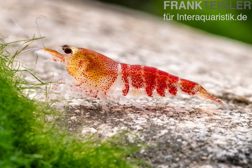Super Crystal Red Garnele, Caridina logemani