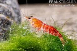Super Crystal Red Garnele, Caridina logemani