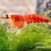 Super Crystal Red "Santa" Garnele, Caridina logemani