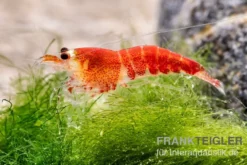 Super Crystal Red "Santa" Garnele, Caridina logemani