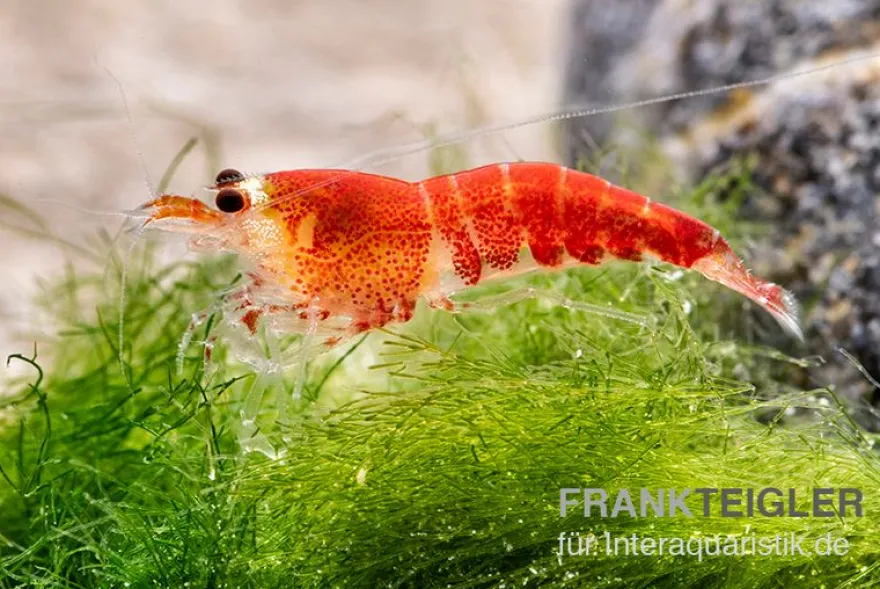 Super Crystal Red "Santa" Garnele, Caridina logemani