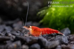 Super Crystal Red "Santa" Garnele, Caridina logemani