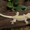 Super-Dalmatian-Kronengecko, Correlophus ciliatus